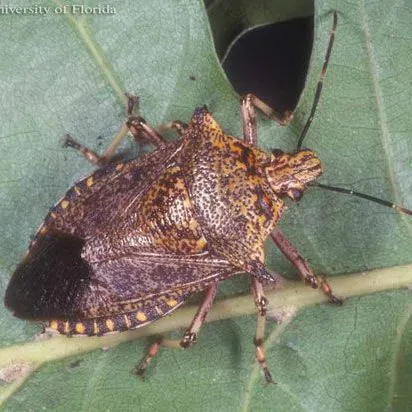 thumbnail for publication: Predatory Stink Bug, Alcaeorrhynchus grandis (Dallas) (Hemiptera: Pentatomidae)